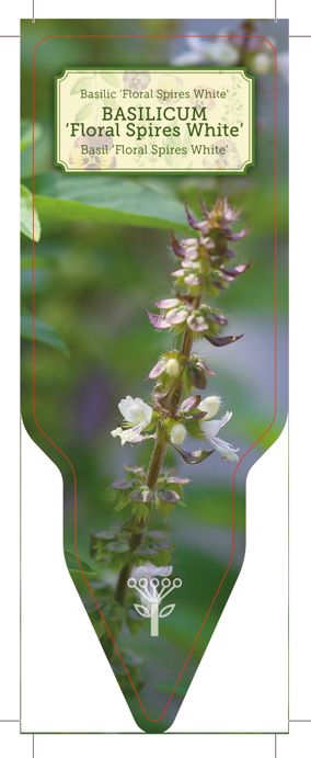 065_R_Basilicum-Floral-Spires-White_001-00